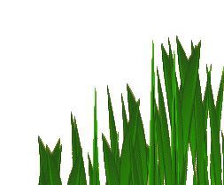 Some grass in the corner
